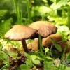 餐桌上的最毒美食 你怕了嗎？